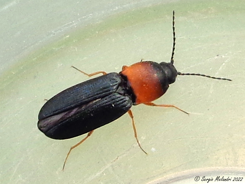 Elateridae: Cardiophorus anticus